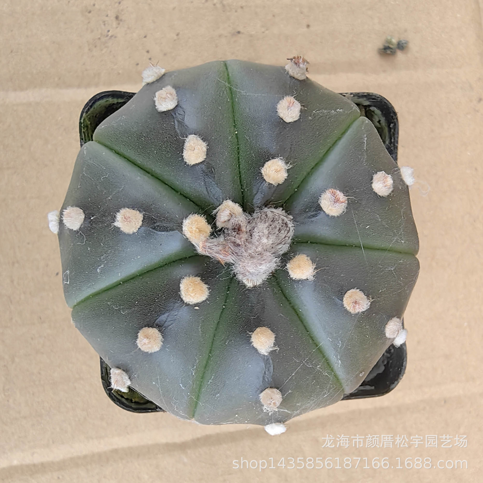 漳州多肉植物仙人球批发 约4-6cm实生紫皮兜裸根花卉盆栽绿植园艺