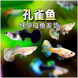 孔雀鱼怀孕母精品观赏鱼大肚小型热带淡水好养活胎生凤尾繁殖
