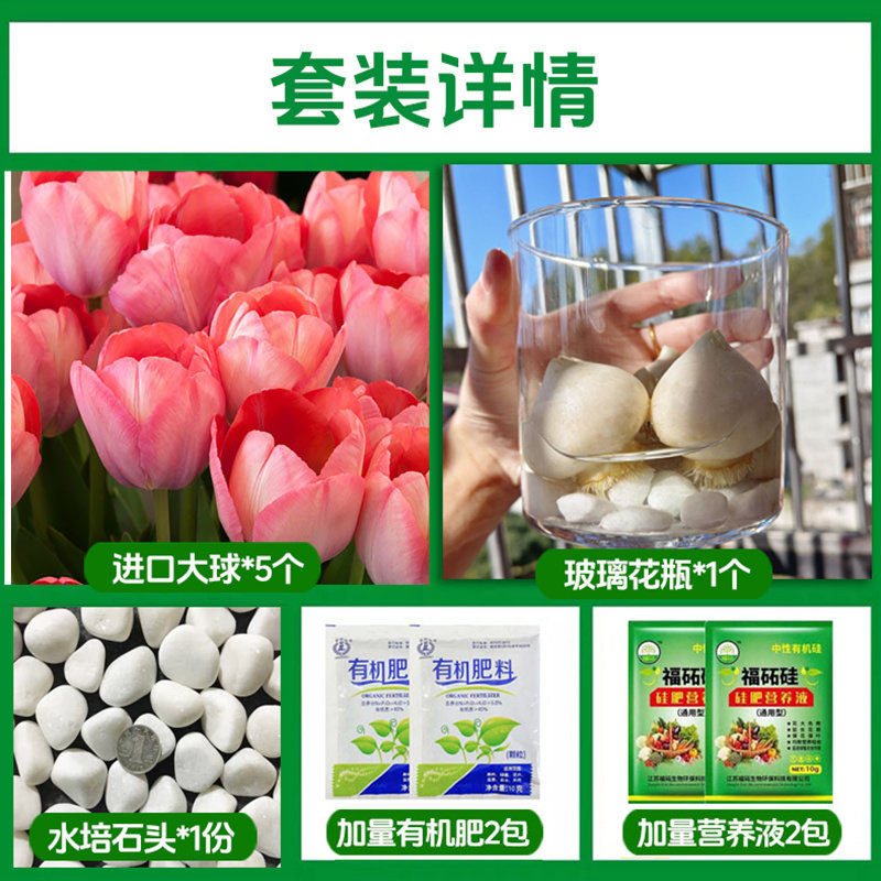 Round bottle hydroponic kit: a12 radiant tulip 5 large bulbs + 2 nutrient solutions + 2 fertilizers + glass bottle + pebbles