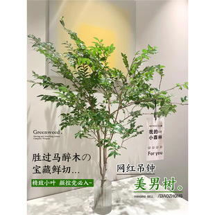 ���И�ˮ��ֲ���҃Ⱥ��B�ﶬ�R��ľ���R�r��֦�߶˟o����ˮ��Gֲ