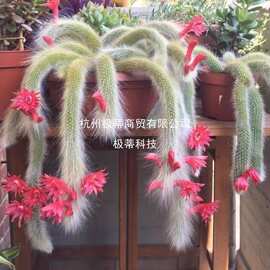 开花九尾狐多肉植物高档盆栽花长毛系列猴尾巴办公室盆栽