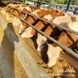 ���T����ţ�Bֳ�� �Sţ������u�Ć� �����������Rţ�Bֳ��