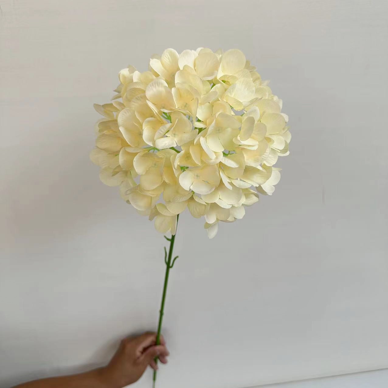 单支绣球 香槟色