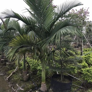 904 base direct sales of fake betel nut 2.5-4 meters high bag seedlings fake betel nut tree fine seedlings