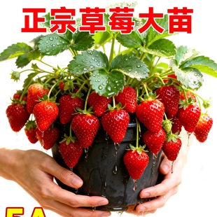 ��ݮ���������ļ����Ͳ�ݮ�����ش�̖ԭ��ԭ������t��|99����