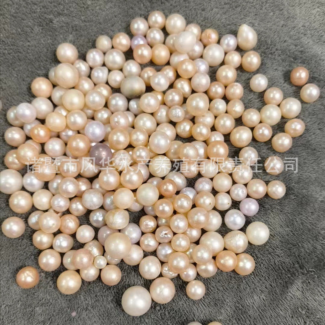 หอยนางรมเม็ดเดี่ยวสีอ่อน (ส่วนใหญ่ 9-12 มม
