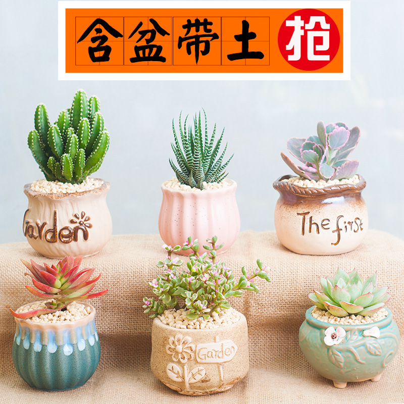 Succulent Small Potted Plants with Pots, Desktop Small Green Plants, Easy to Maintain Indoor Succulent Large Flowers, Cactus, Cactus