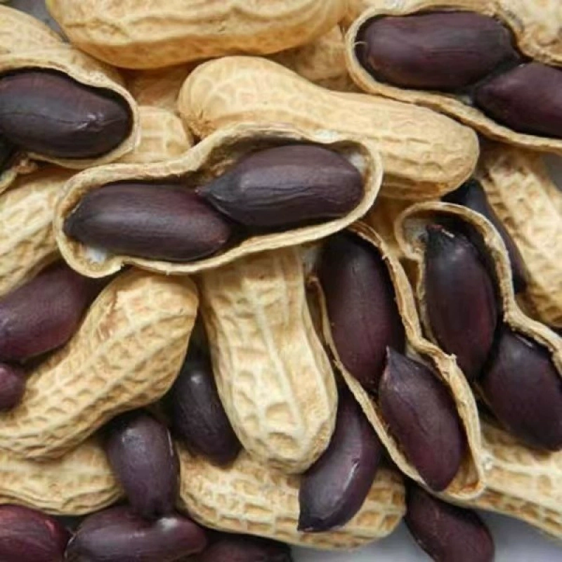 Черный арахис оптом свежий богатый селен с скорлупой арахис сырая спелая жемчужная фиолетовая кожура арахис