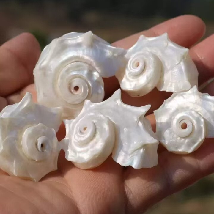 Hundreds of Types of Natural Shells, Sea Horses, Snails, Starfish, and Conch Pendants for DIY Bracelets, Necklaces, and Jewelry Accessories
