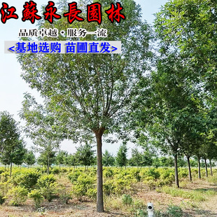 ����ֱ��������Ϟ�����е�ͥ�a��ͥԺ�^�p�c�Y����Ҏ���Rȫ��Ϟ��