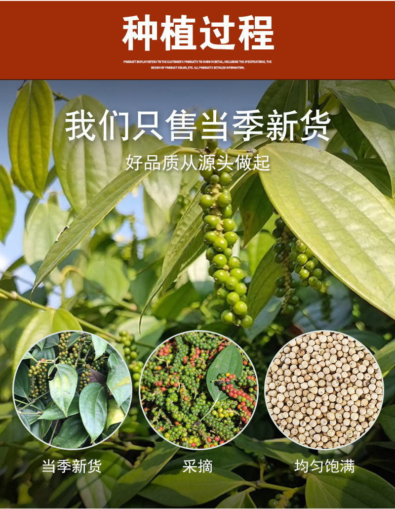 White & Black Peppercorns (Piper nigrum) — 500g Bulk Dried Whole & Ground Pepper preparation