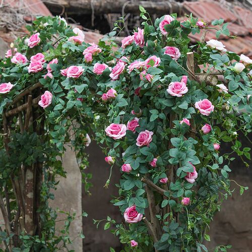 Artificial rose flower fake vine wedding background vine soft decoration wall hanging air conditioner pipe wrapping wall covering