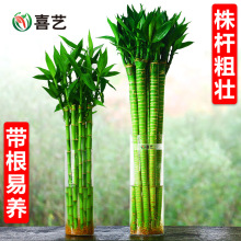 ˮBFD\ˮ_\ӎ҃ȾGֲˮֲﻨ