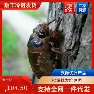 ����S���]��ɽ�|�خa֪�˺� �������l �������rҰ�����s�������