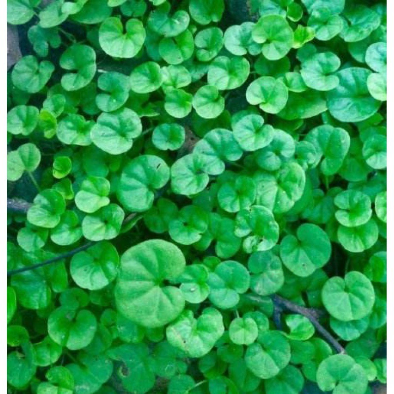 Подкова Золотое семя Подкова сухожилия деньги медное семя зеленые плоские семена