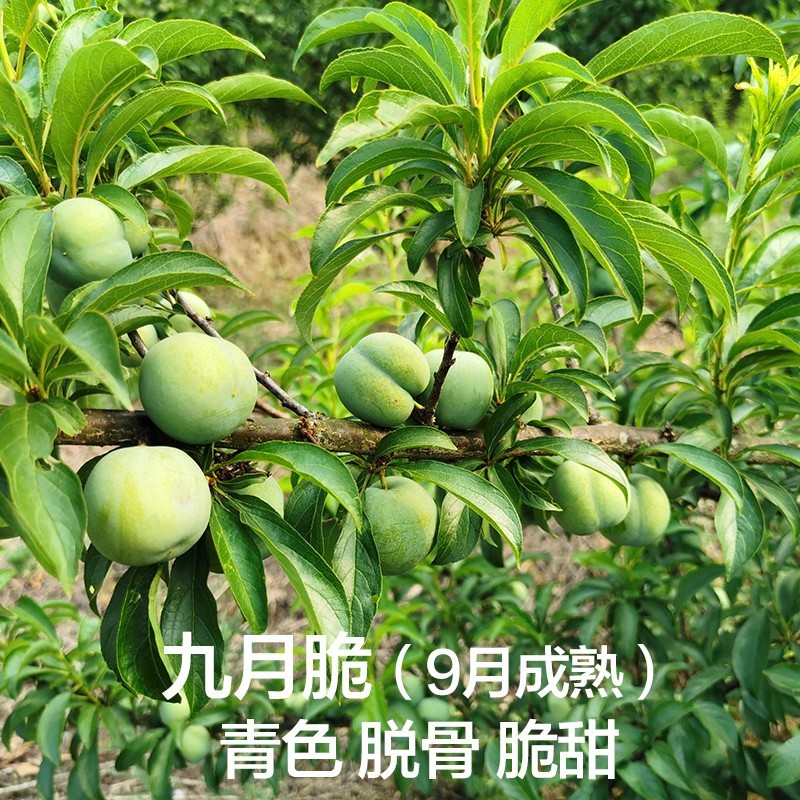 巫山脆李子树苗新品种南方北方种植早熟特大恐龙蛋嫁接晚熟无核青