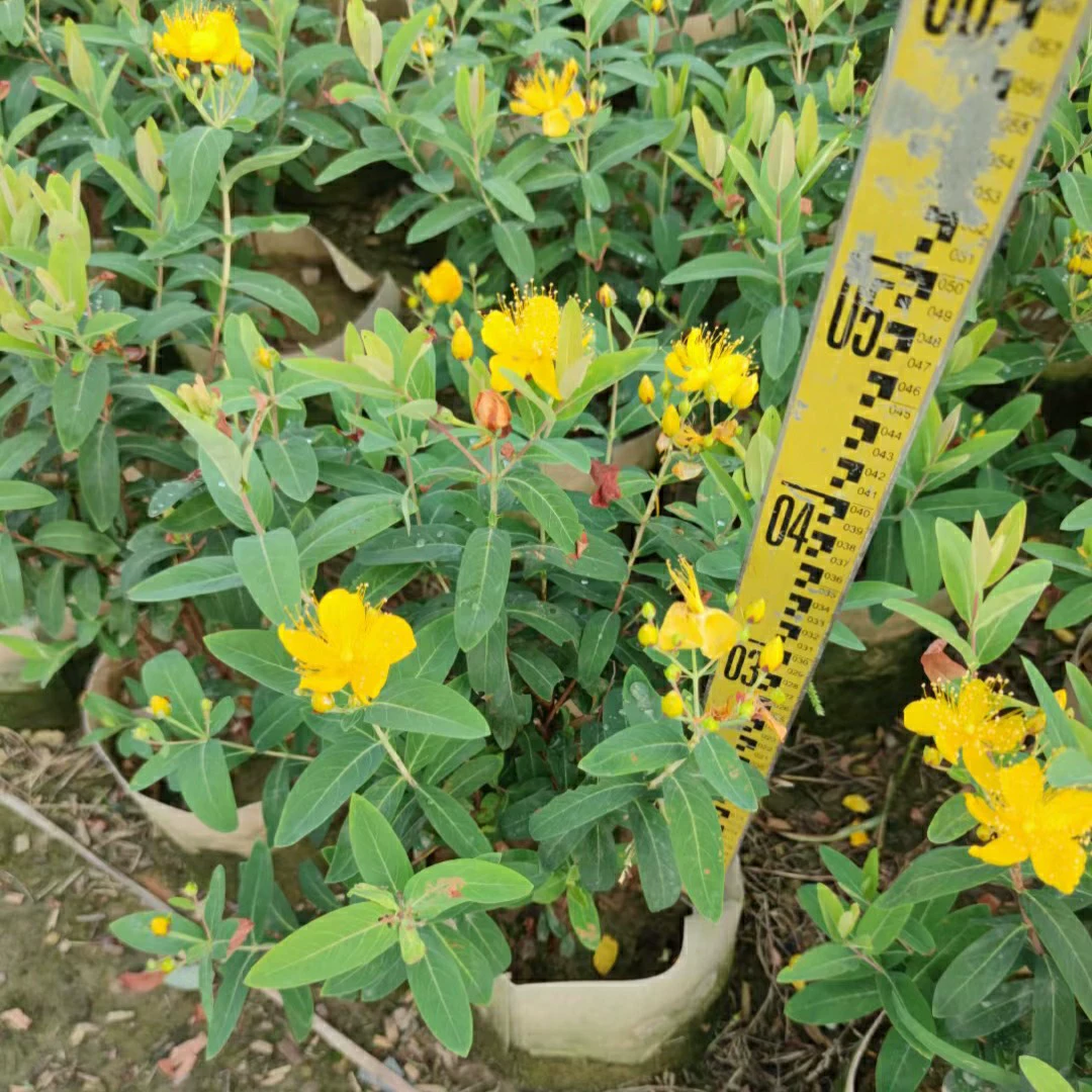 2401 Питомник поставляет золотой персик 50-100cm мешок рассады контейнера рассада цветочный кустарник