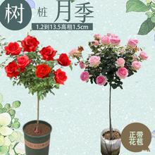 独杆大花月季盆栽棒棒糖树桩玫瑰花苗带花苞老桩四季开花绿植欧月