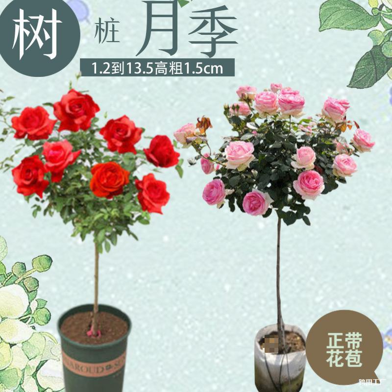 独杆大花月季盆栽棒棒糖树桩玫瑰花苗带花苞老桩四季开花绿植欧月