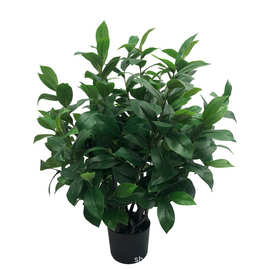 仿真植物油茶树绿植盆栽茶树室内家居装饰摆件拍摄茶叶厂家批发