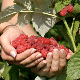 Double Season Raspberry Raspberry Saplings Raspberry Seedlings Yellow Black Red Raspberry Seedlings North and South Potted Fruit Saplings Free Shipping