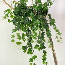 ���泣����ֲ��G�}�҃�����m�����ڒ컨�ٗl�bGֲ�����~��