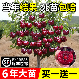 ܇���Ә�����Ҙ����Ϸ������Nֲ����ͥԺ���䰫�����������Ҙ�