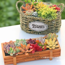 厂家直销厂家直销多肉植物室内盆栽组合肉肉仙人球diy办公室小盆