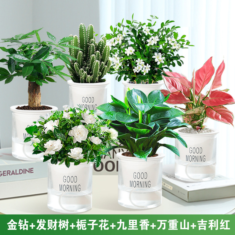 골든 다이아몬드 + 머니 트리 + 치자나무 + 구리향 + 완중산 + 길리 레드 + 굿모닝 분지 6개 + 영양액