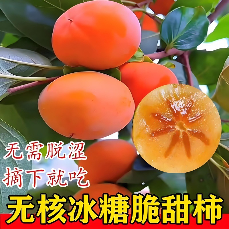 柿子苗树脆甜柿无核柿南北方种植特大庭院地栽当年结果柿子树果苗