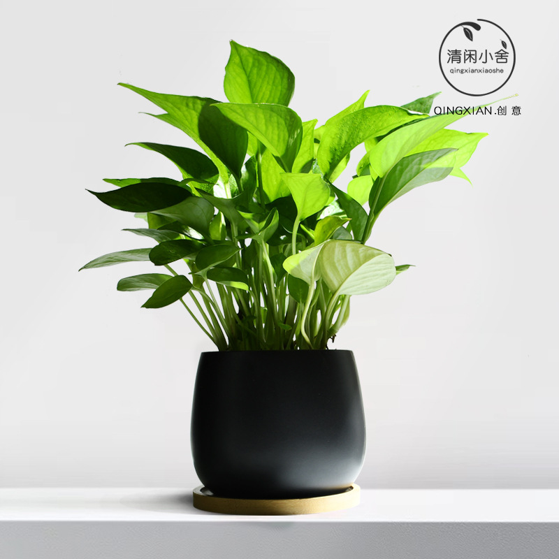 Green Radish Potted Plants for Indoor Air Purification, Shade-Tolerant and Easy-To-Care-For Flowers, Office Radiation-Proof Green Plants, Desktop Plants Green Radish Potted Plants for Indoor Air Purification, Shade-Tolerant and Easy-To-Care-For Flowers, Office Radiation-Proof Green Plants, Desktop Plants