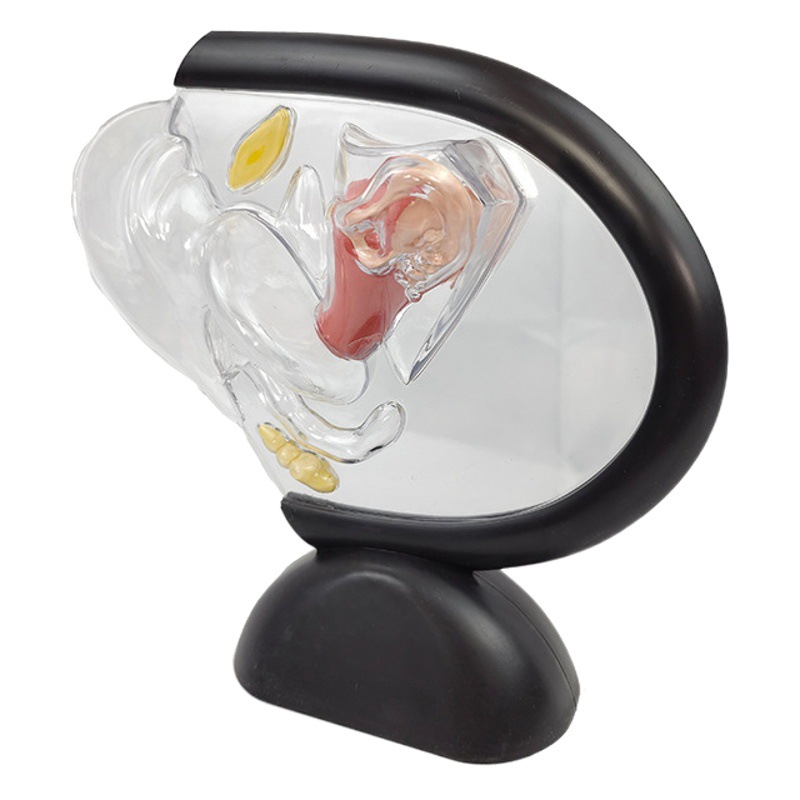 Modelo de útero transparente humano visible Estructura del útero pared interior modelo de anillo superior modelo de familia reproductiva modelo anticonceptivo