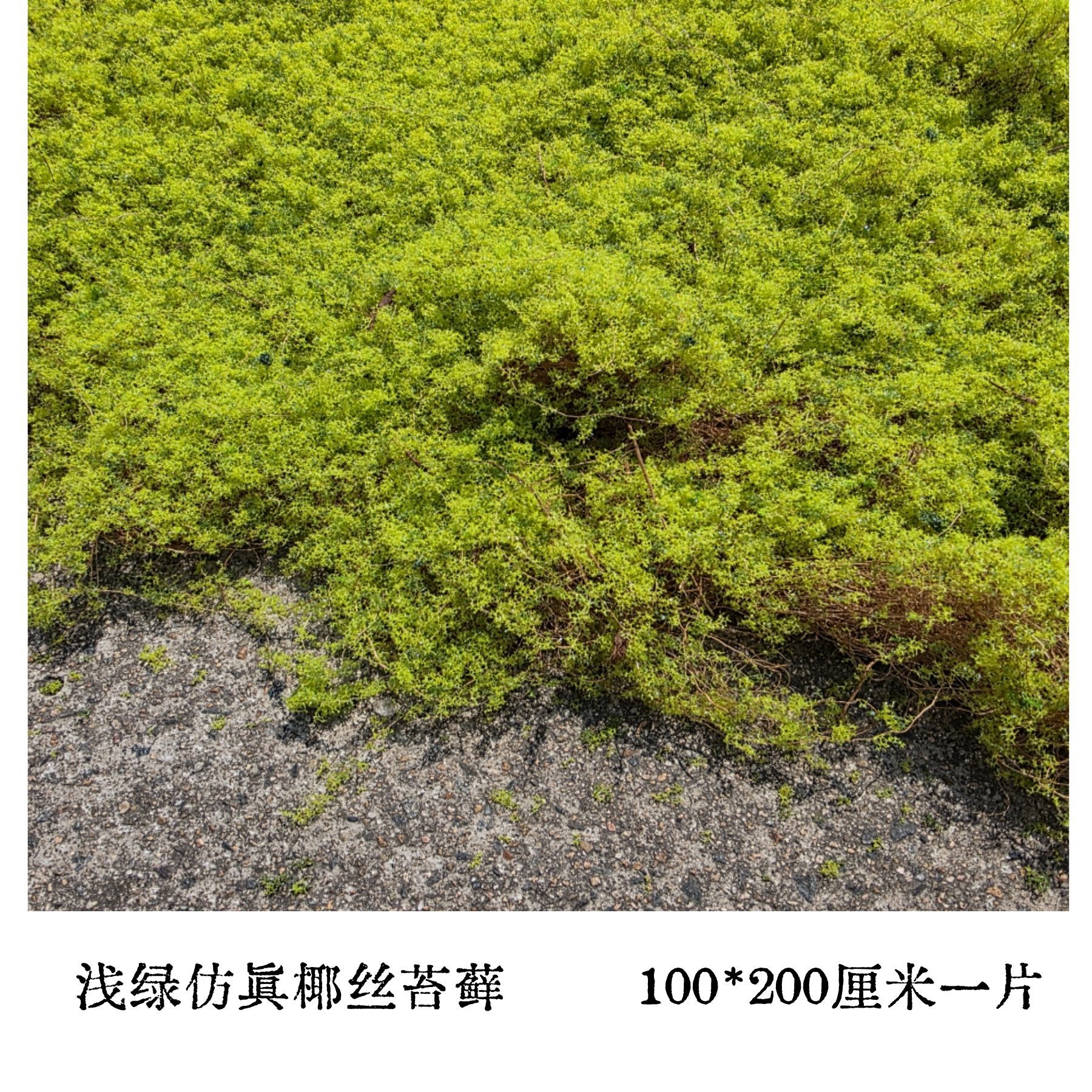 Coconut moss light green [100cm*200cm]