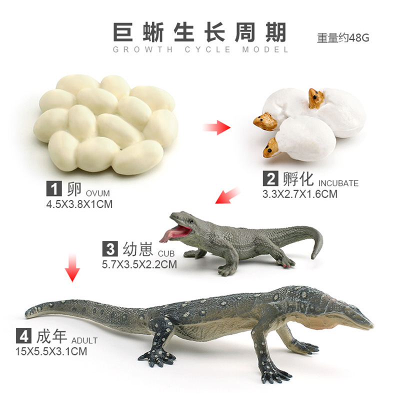 Modelo animal de simulación al por mayor de pollo pato ganso mariposa tortuga Rana ciclo de crecimiento Montessori material didáctico adornos hechos a mano