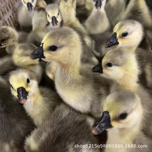 ��Ó�ت{�^�Z�����ش󼃷N�Ҫ{���^���ڳ����Z��С�Z����w