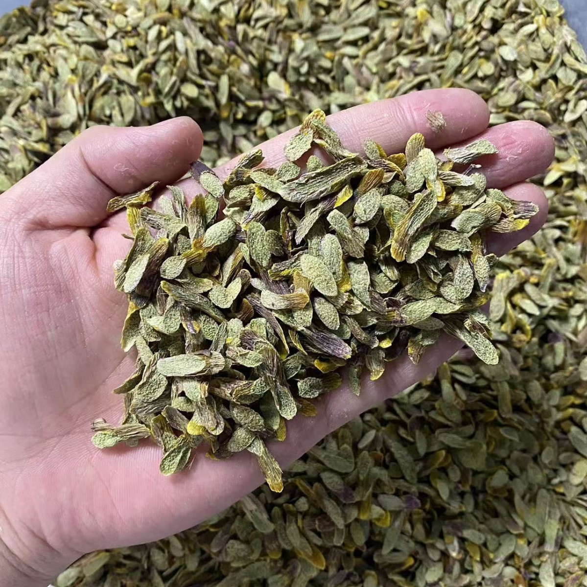 Dried Dendrobium Stem Slices Shi Hu 50g Premium Tiepi Shihu Slices for Soup and Tea overview