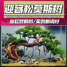 鱼缸造景莫斯树成品迎客松树形巴西树沉木阴性水草植物新手套餐