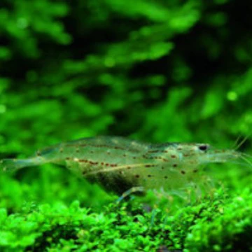 Отечественные водоросли Dahe креветки Dahe водоросли креветки декоративные креветки водоросли креветки инструменты креветки Чистка креветок 2-3 см