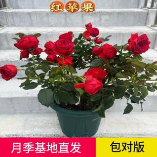 Red Apple Rose Flower Seedlings, Large Florals, Fragrant Roses, Purple Four-Season Potted Florals, Plants, Wall-Climbing Shrubs