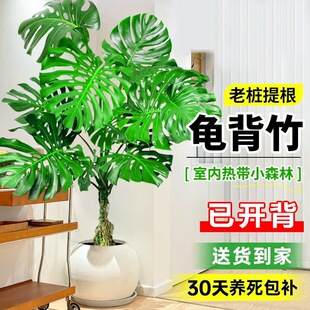 ������͏d�������Ϙ�������~�Gֲ�k���҃���լ�辰����ȩ�Gֲ��