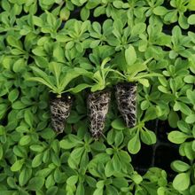 ����ţ�ΰ껨��С���ļ�������B�׻��ױ����̨ͥԺ�������ԾGֲ