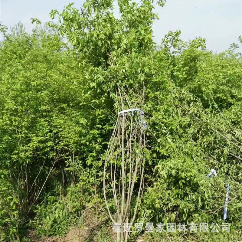 Оптовая продажа саженцев из золота и серебра