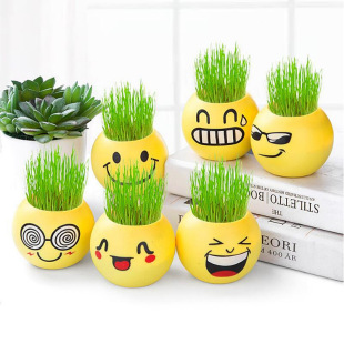 Kindergarten Plant Potted Creative Mini Small Green Plant Hydroponic Observation Planting Indoor Interesting Plant Kidsren's Gift