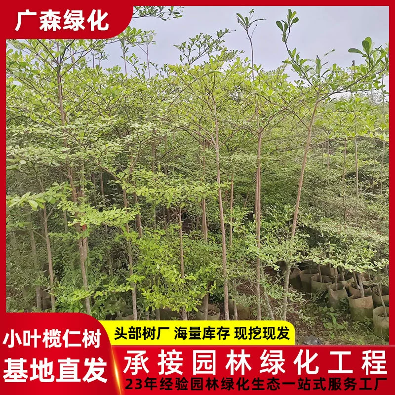 2-3cm мешок для саженцев терминалии с мелкими листьями, мешок для саженцев терминалии с тонкими листьями, южное посадочное основание для саженцев