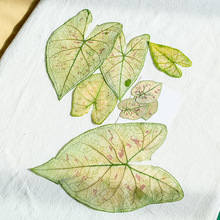 彩叶芋草莓之心 热植押花 教学标本 diy手工相框干花滴胶压花批发