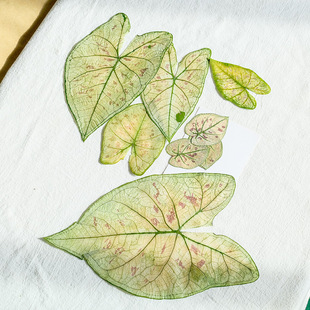 ���~���ݮ֮�� ��ֲѺ�� �̌W�˱� diy�ֹ����ɻ����z�������l