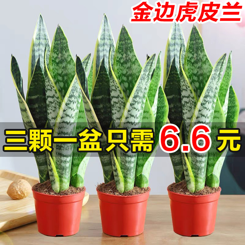金边虎皮兰盆栽多肉植物花卉办公室吸甲醛绿植四季常青黄金虎皮兰