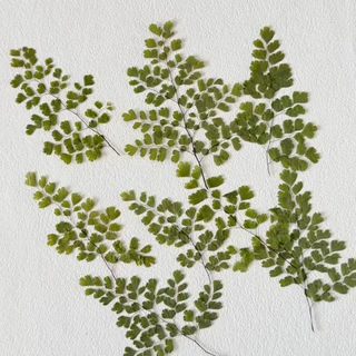 铁线蕨干花压花押花美甲美妆材料 天然真花植物标本滴胶手工材