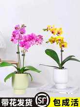 蝴蝶兰花苗带花苞盆栽客厅兰花室内植物花卉四季好养活石斛兰绿植