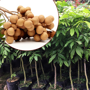 �޽���������A����ʯ���ļ����������С���ϱ����Nֲ����Y����